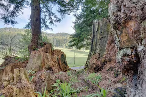 Baywood Redwood Retreat property photo 15